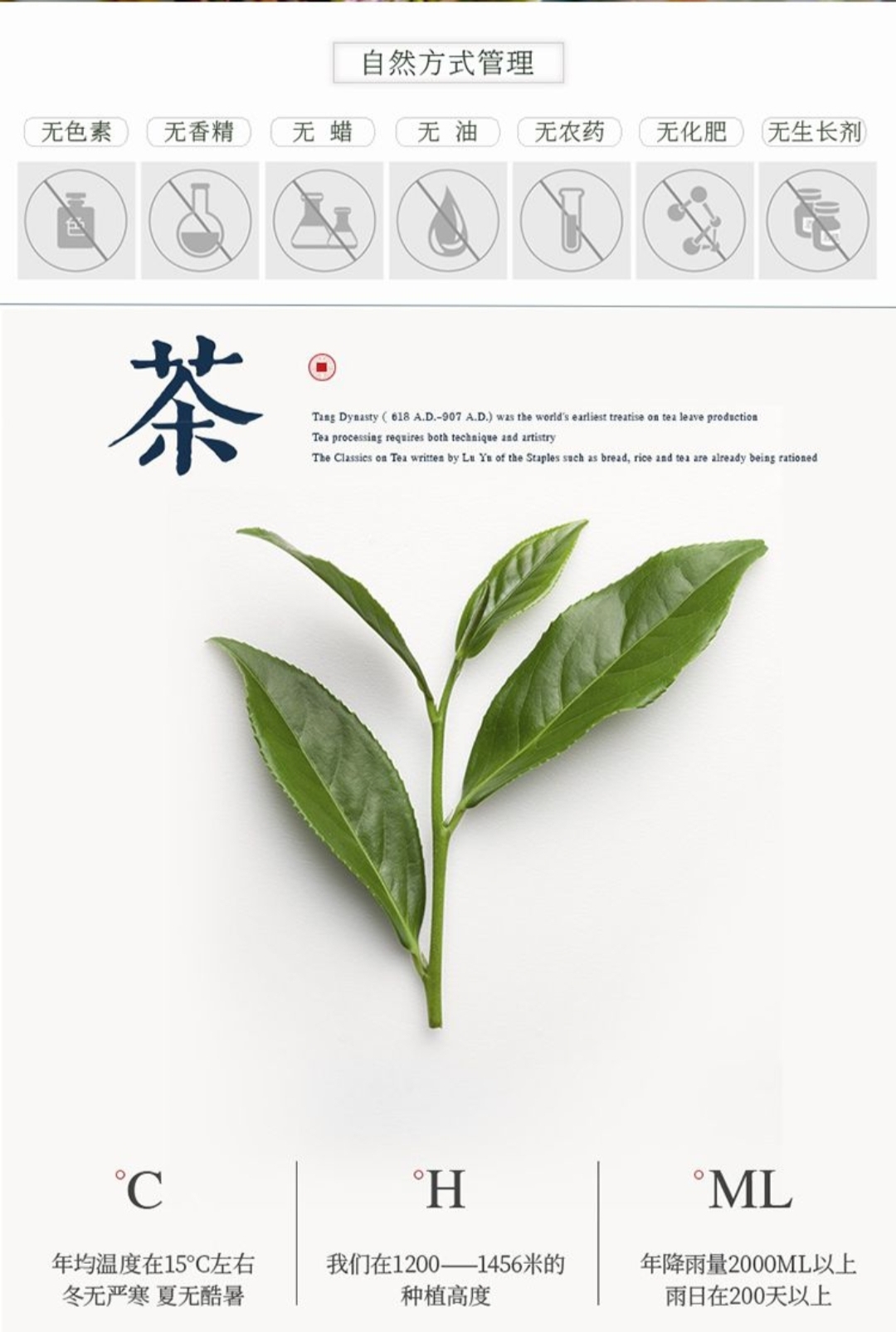 Mountain Organic Tea (Lao Chuan Tea)